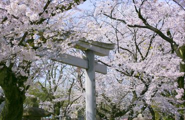 ～若宮の杜 迎賓館～<br>お花見さくらフェア