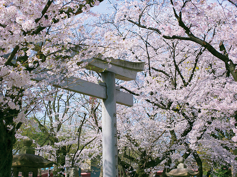 ～若宮の杜 迎賓館～<br>お花見さくらフェア